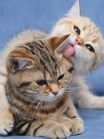 A nevet a Scottish fold macska