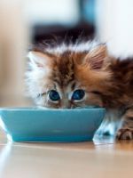 A nevet a Scottish fold macska