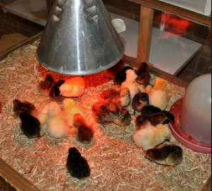 Infravörös lámpa a csirkéket, hogyan kell használni