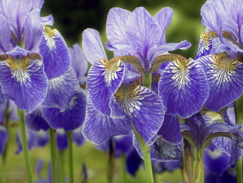 Íriszek - növekvő íriszek - ellátás és transzplantáció íriszek