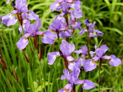 Iris ültetés és gondozás a nyílt terepen öltözködés reprodukció
