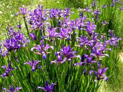 Iris ültetés és gondozás a nyílt terepen öltözködés reprodukció