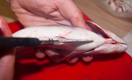 Hogyan tisztítható a hal, hogyan kell eltávolítani a kopoltyúk a bél