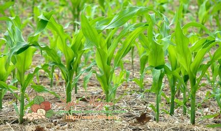 Hogyan és mikor kell ültetni kukorica a ház magok, palánták, technológia