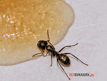 Hogyan lehet megszabadulni a hangyák egy magánlakás a legegyszerűbb módja