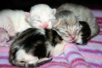 Macskák szülni az első terhesség és első szülés