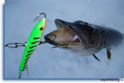 Hogyan lehet elkapni a kiegyensúlyozó, játékmódok téli kiegyensúlyozó sikeres horgászat