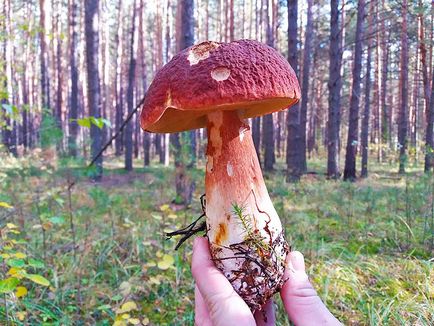 Ahogy mentünk az erdőbe gombát keres