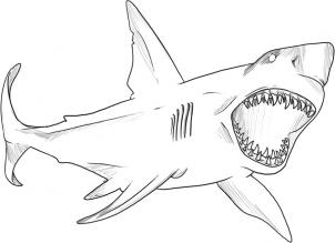 Hogyan kell felhívni a cápa ceruza szakaszaiban