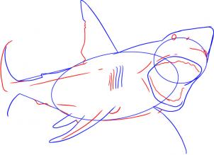 Hogyan kell felhívni a cápa ceruza szakaszaiban