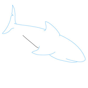 Hogyan kell felhívni a cápa ceruza szakaszait nachinabschih - „hogyan kell felhívni”