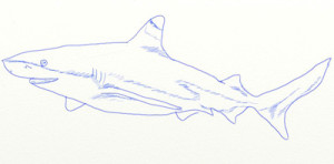 Hogyan kell felhívni a cápa ceruza szakaszait nachinabschih - „hogyan kell felhívni”