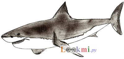 Hogyan kell felhívni a cápa, cápa rajz állapotok ceruza
