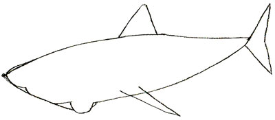 Hogyan kell felhívni a cápa, cápa rajz állapotok ceruza