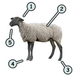 Hogyan kell felhívni a bárány, juh és bárány