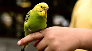 Hogyan tanítsuk beszélő papagáj otthon szabályok és irányelvek képzés