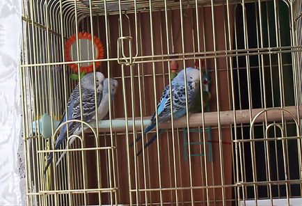 Hogyan kell tanítani a papagáj beszélni hullámos, videofelvétel képzési