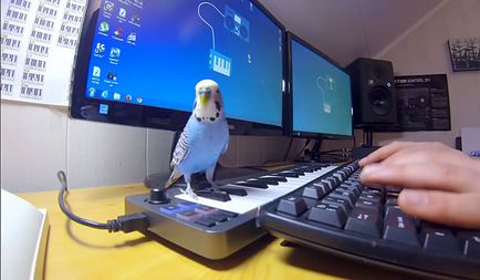 Hogyan kell tanítani a papagáj beszélni hullámos, videofelvétel képzési