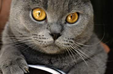 Hogyan hívja brit macska szabályok illő becenevet macska és a macska, opciók nevek