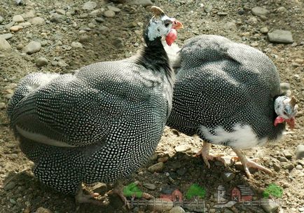 Hogyan lehet megkülönböztetni male female gyöngytyúk szex tippeket és videó, hogyan lehet megkülönböztetni a madarak