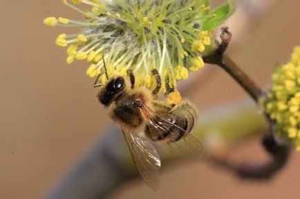 Hogy a méhek a méz folyamatának leírását, és kiemeli