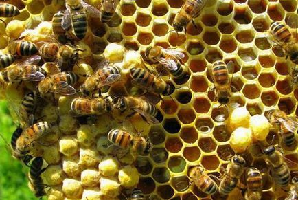 Hogy a méhek a méz, ideje méz gyűjtésre, mint a méz méhek által gyűjtött, video