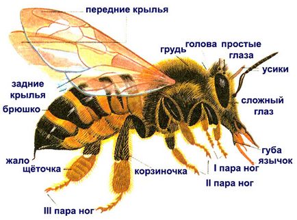 Hogy a méhek a méz, ideje méz gyűjtésre, mint a méz méhek által gyűjtött, video