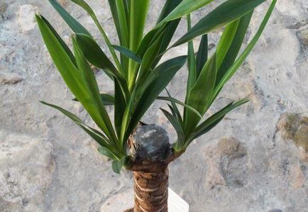 Hogyan transzplantáció a yucca otthon, fotó és videó