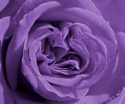 Hogyan juthat lila színű festékek