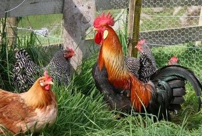 Hogyan lehet növelni a tojástermelés a csirkék és függőséget okoz a tojástermelés származó táplálkozó madarak