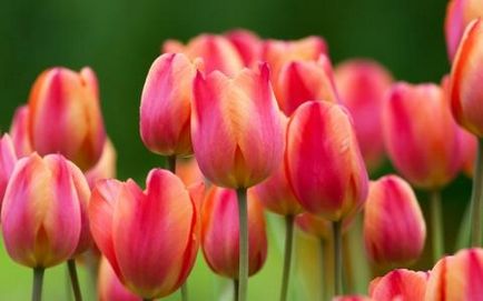 Mivel a helyes és mi szükséges a növény tulipán