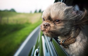Hogyan kell tanítani a kutyát, hogy autóval, kutya képzés, háziállat