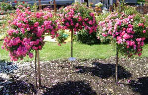 Hogyan ültetni rózsát tavasszal és ősszel az otthoni és kerti