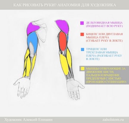 Hogyan kell felhívni a kezét Anatomy Művészek