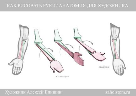 Hogyan kell felhívni a kezét Anatomy Művészek