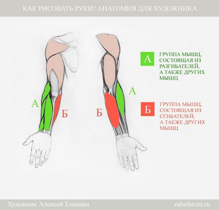 Hogyan kell felhívni a kezét Anatomy Művészek