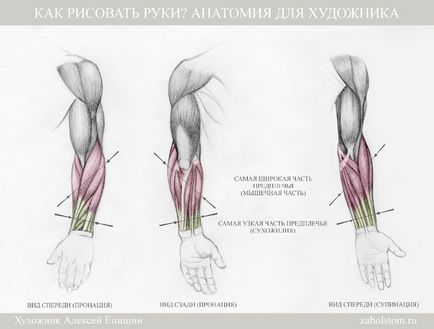 Hogyan kell felhívni a kezét Anatomy Művészek