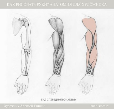 Hogyan kell felhívni a kezét Anatomy Művészek