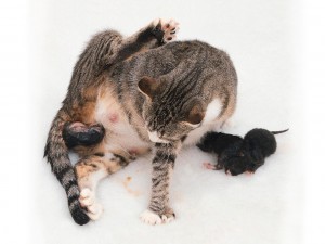 Hogyan szülni egy macska először