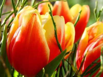 Hogyan növény tulipán helyesen ajánlások