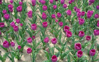 Hogyan növény tulipán helyesen ajánlások