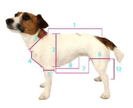 Hogyan kell szedni a mérések kutyával, kötés tól Z-ig