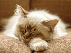 Hogyan euthanize egy macska a otthon magát