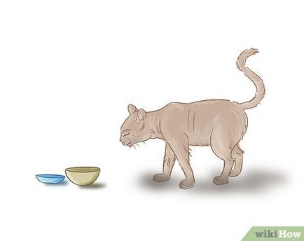 Hogyan törődik egy vak macska