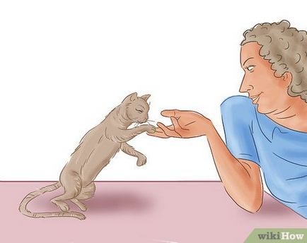 Hogyan törődik egy vak macska