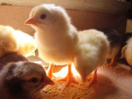 Hogyan törődik a csirkék otthon etetés az első nap az élet video