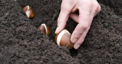 Hogyan törődik tulipán virágzás után, hogy velük a következő teendő, ha a termés