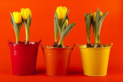 Hogyan törődik tulipán virágzás után, hogy velük a következő teendő, ha a termés