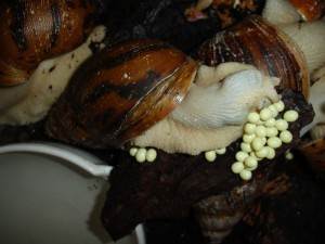 Hogyan törődik Achatina csigák enni, és hol van - az életem