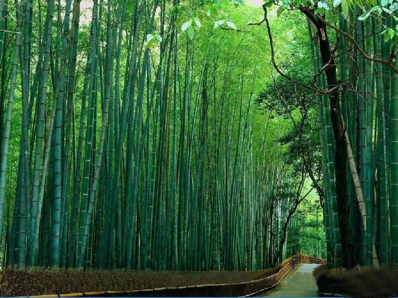 Hogyan növekszik bambusz - bambusz ültetés, gondozó bambusz